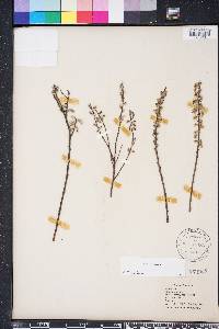 Salix humilis var. tristis image