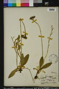 Hieracium aurantiacum image