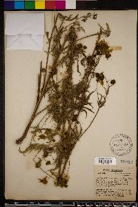 Bidens aristosa image