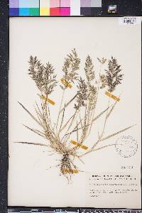 Eragrostis ciliaris image