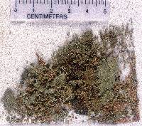 Urtica urens image