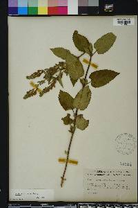 Scutellaria incana image