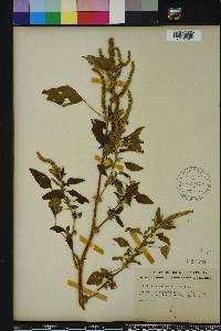 Amaranthus spinosus image