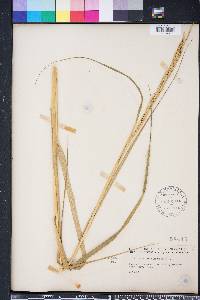 Spartina alterniflora image