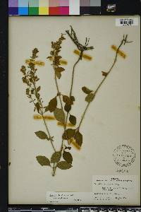 Scutellaria incana image