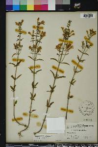 Scutellaria incana image