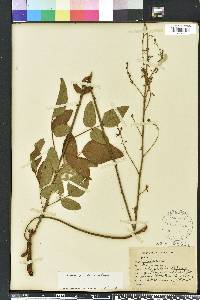 Desmodium floridanum image