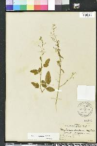 Desmodium tortuosum image