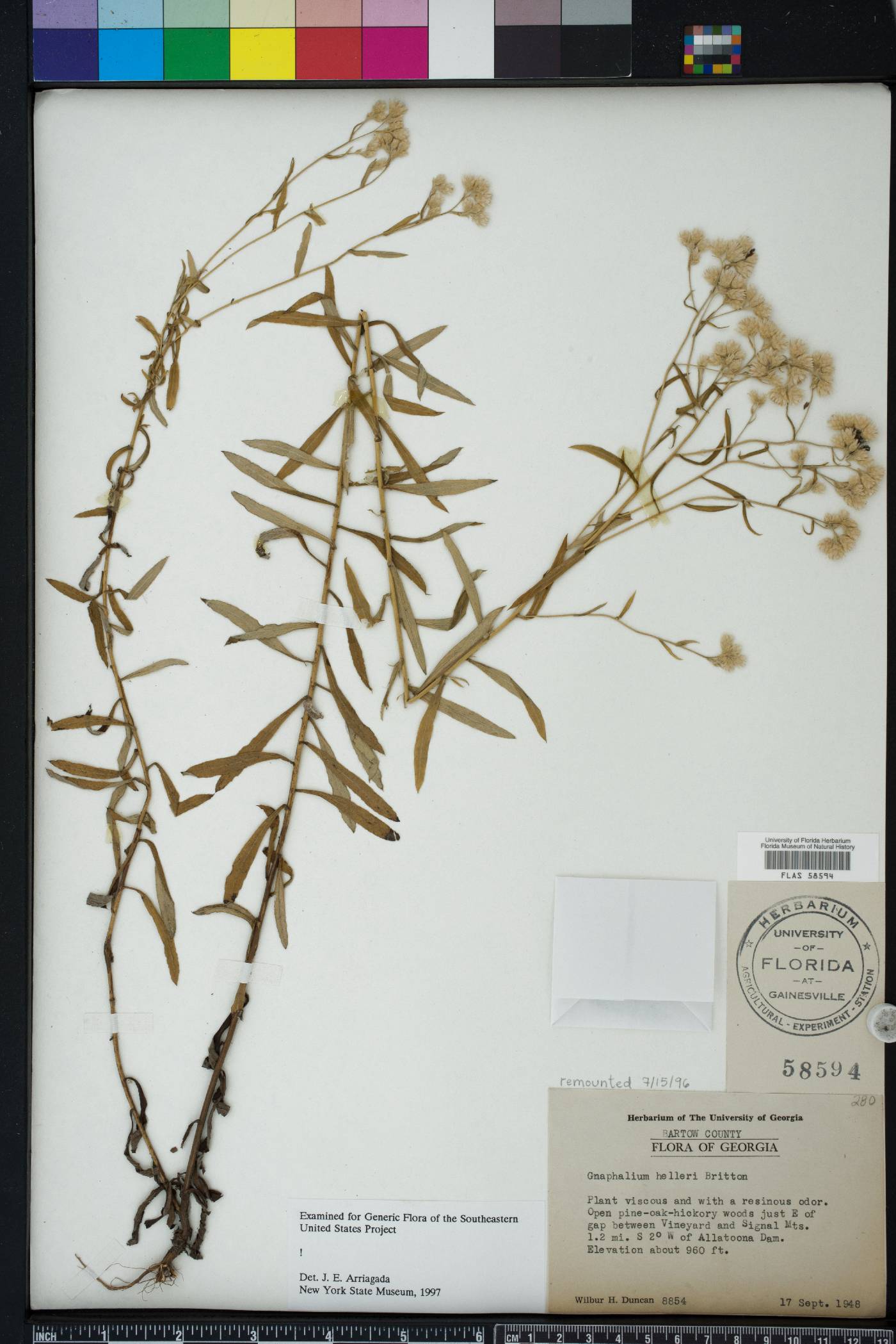 Pseudognaphalium helleri image