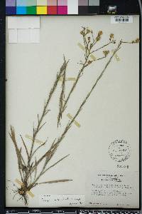 Pityopsis aspera image