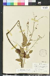 Desmodium laevigatum image