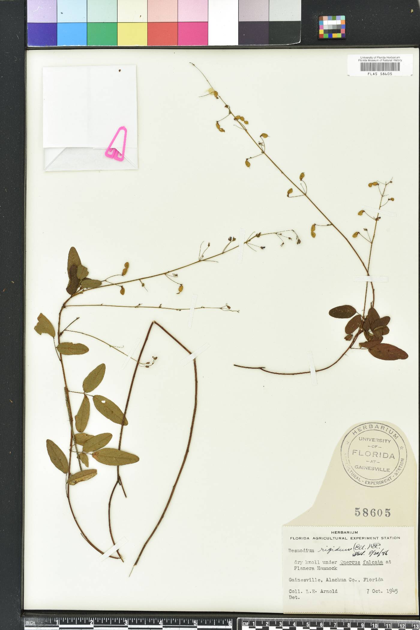 Desmodium obtusum image