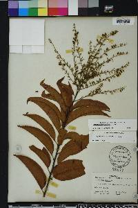 Oxydendrum arboreum image