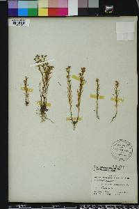 Polypremum procumbens image