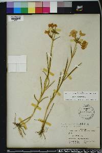 Phlox glaberrima image