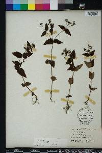 Hedyotis purpurea image