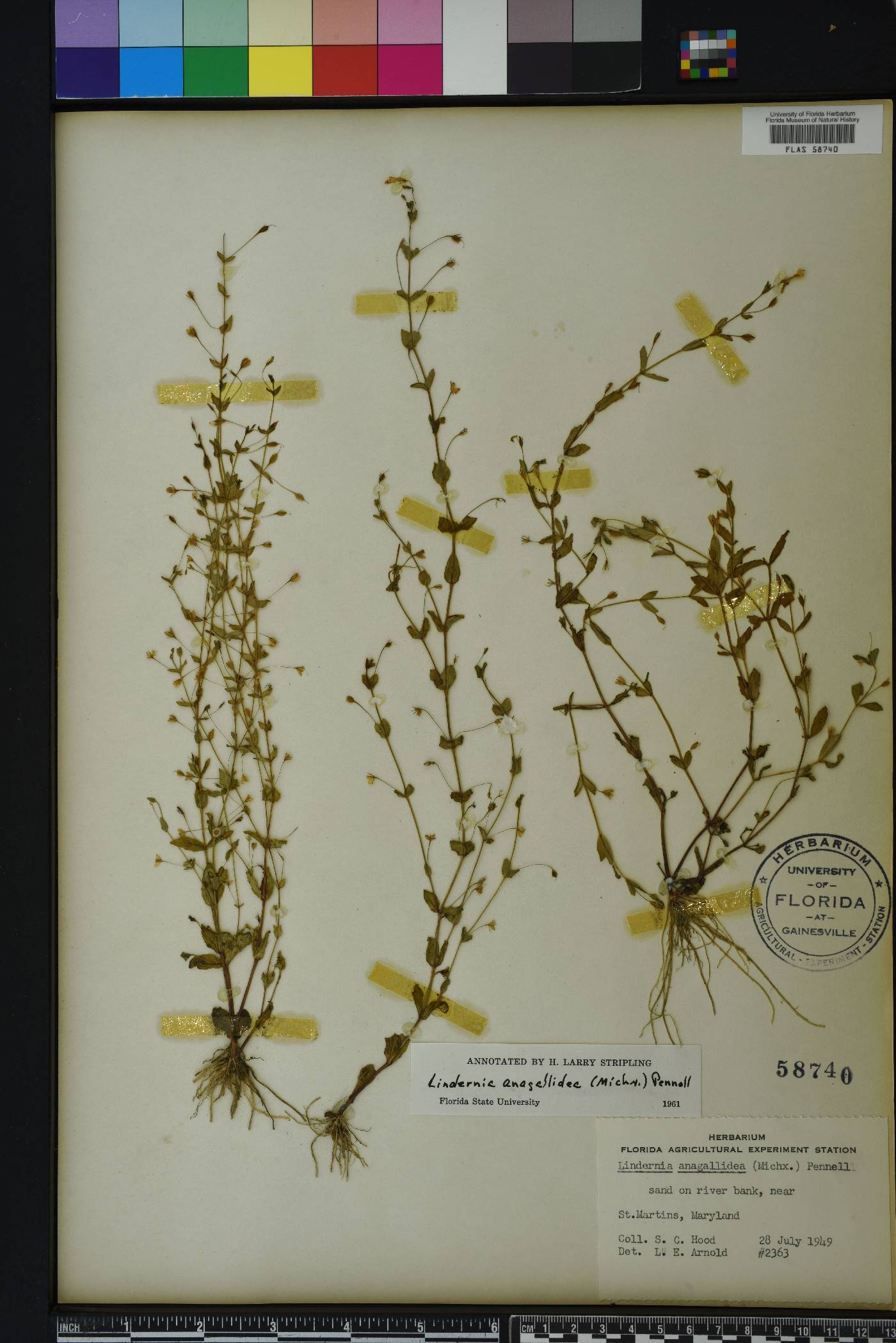 Lindernia dubia var. anagallidea image