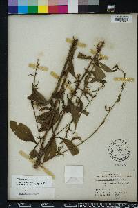 Campanulastrum americanum image