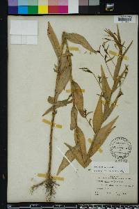 Ludwigia decurrens image