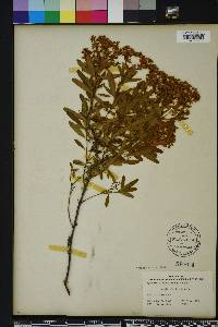 Hypericum densiflorum image