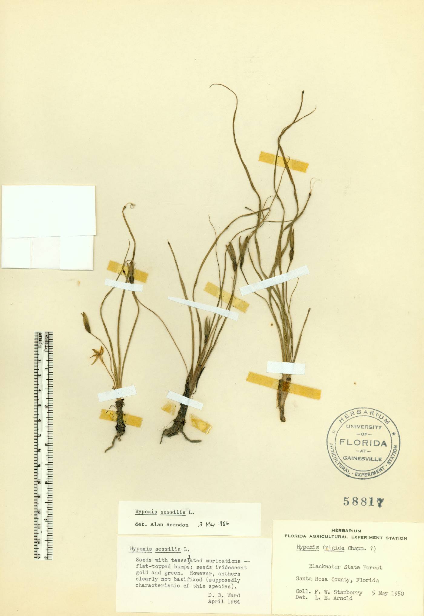 Hypoxis sessilis image