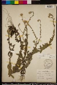 Chrysopsis gossypina subsp. gossypina image