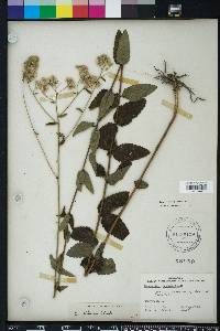 Eupatorium pilosum image