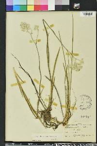 Lophiola aurea image