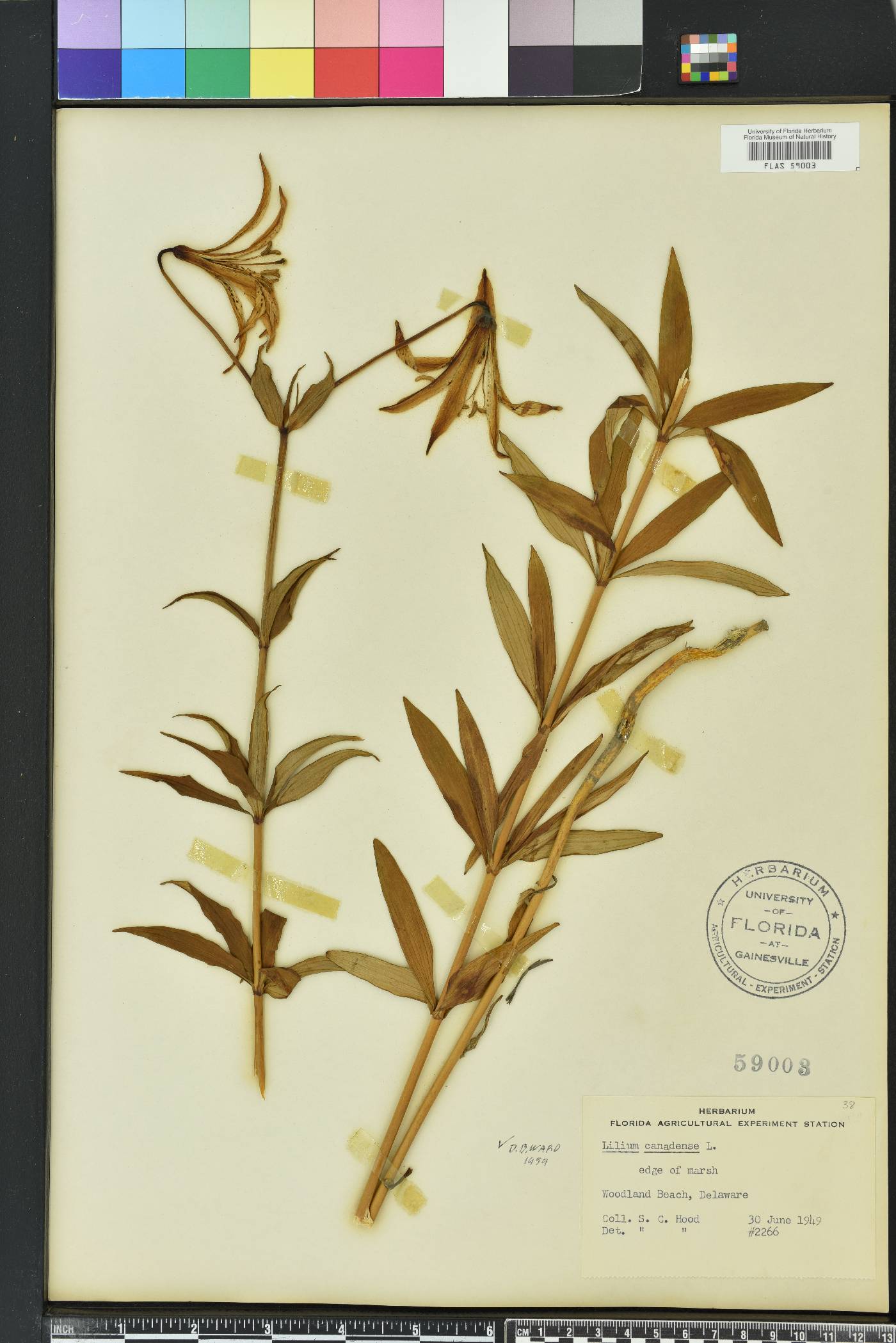 Lilium canadense image