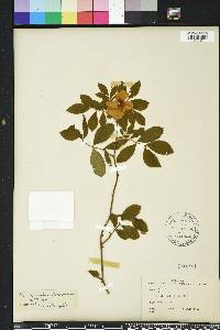 Rosa palustris image