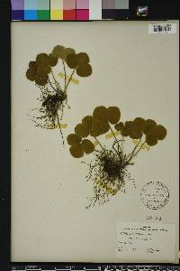 Anemone americana image