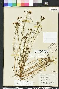 Dalea pinnata var. trifoliata image