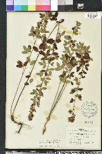 Lespedeza intermedia image