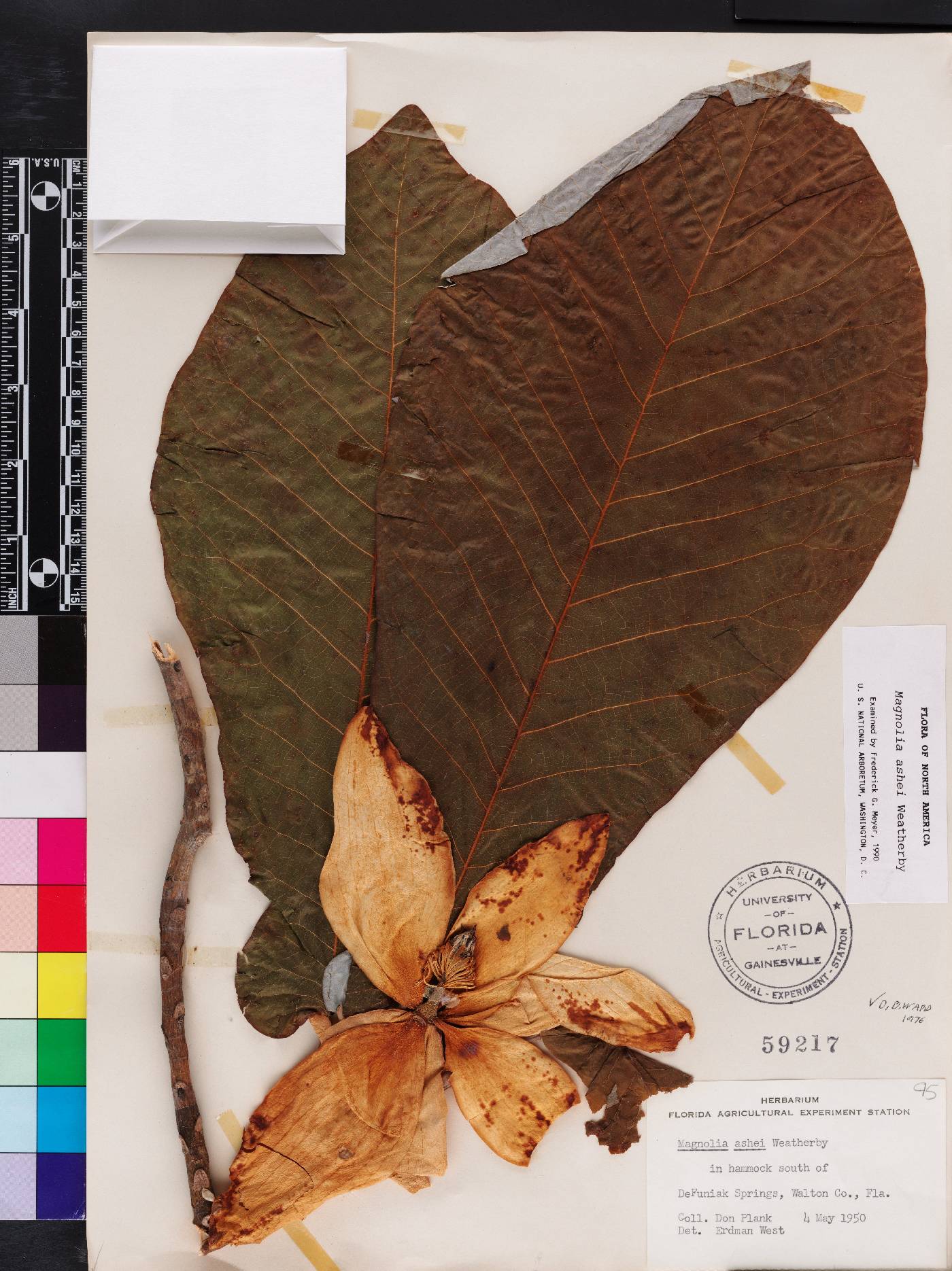 Magnolia macrophylla var. ashei image