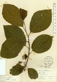 Magnolia acuminata image