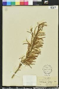 Taxodium ascendens image