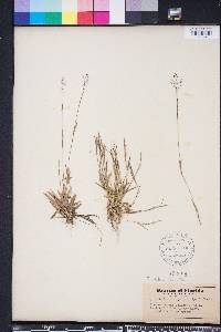 Dichanthelium ensifolium image