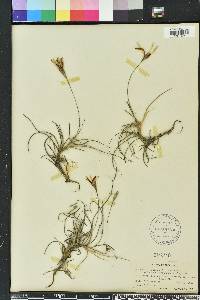 Tillandsia recurvata image