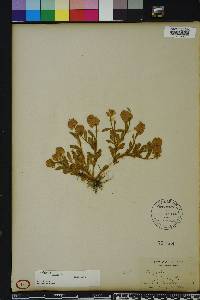 Polygala lutea image