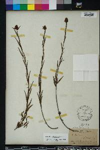 Ludwigia suffruticosa image