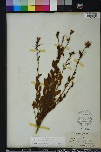 Bejaria racemosa image