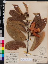 Image of Hibiscus campylosiphon