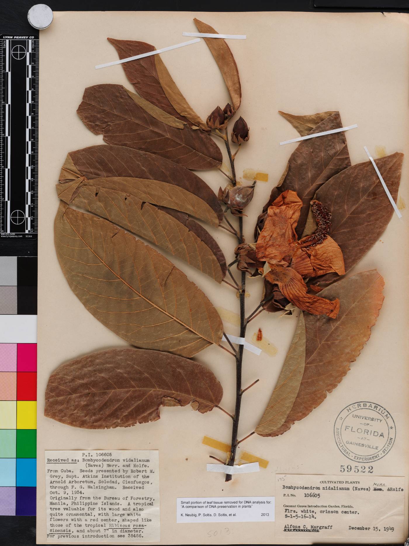 Hibiscus campylosiphon image