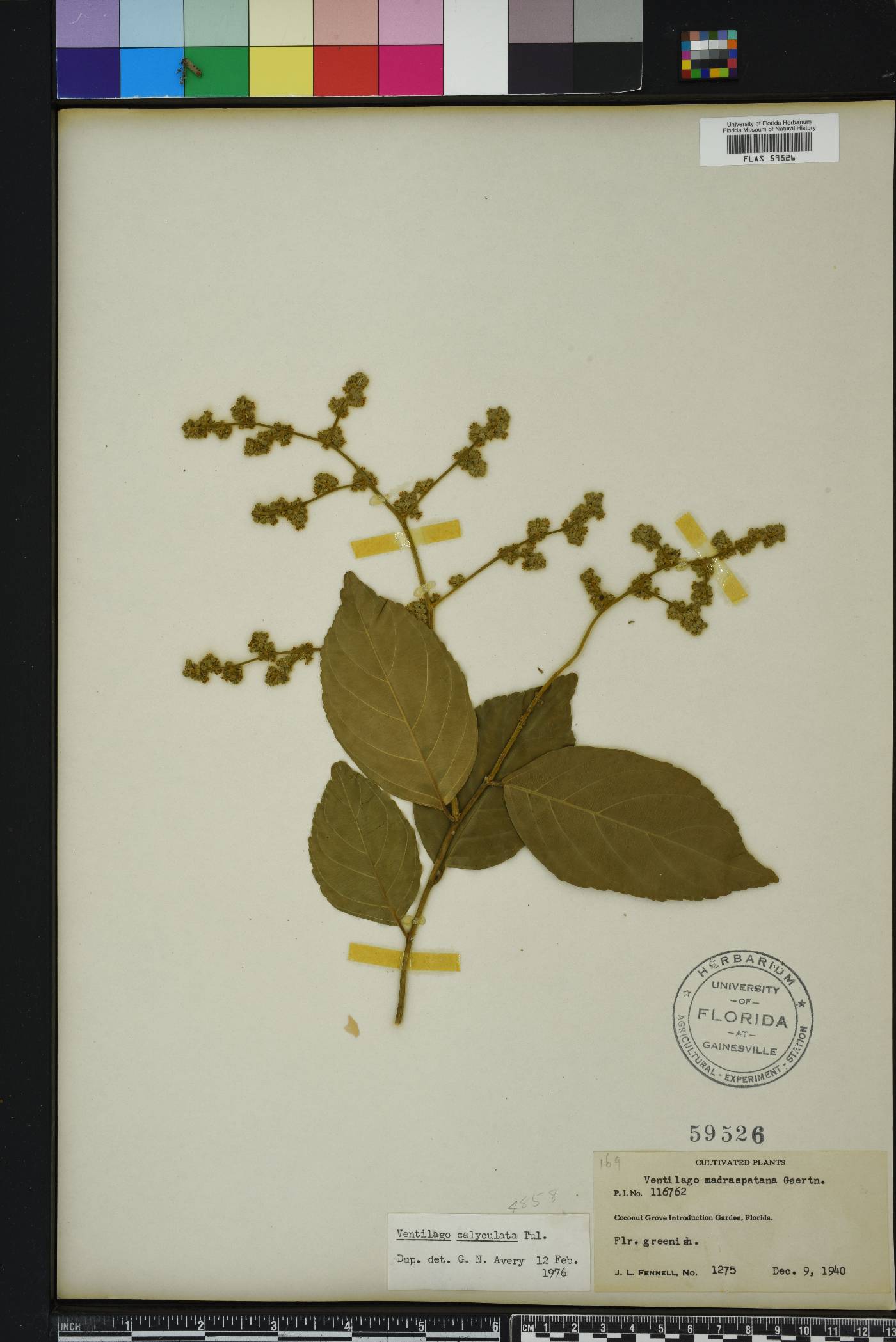 Sageretia minutiflora image