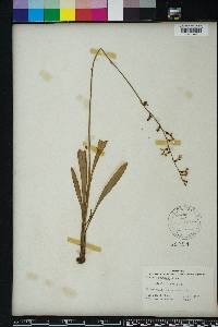 Lobelia paludosa image