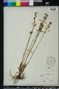 Lobelia paludosa image