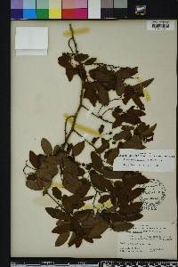 Berchemia scandens image