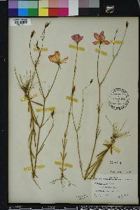 Sabatia grandiflora image
