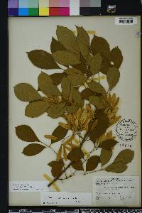 Fraxinus caroliniana image