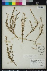 Gratiola ramosa image